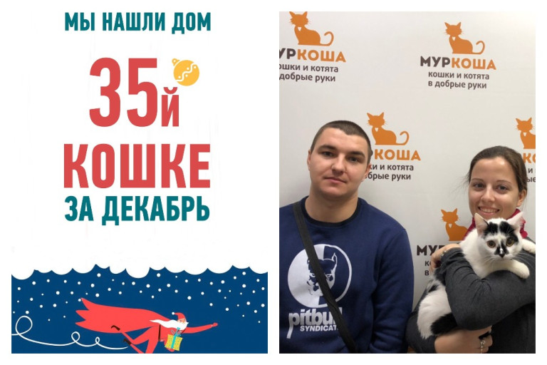 Ура! Кошка Пятнышка стала домашней!