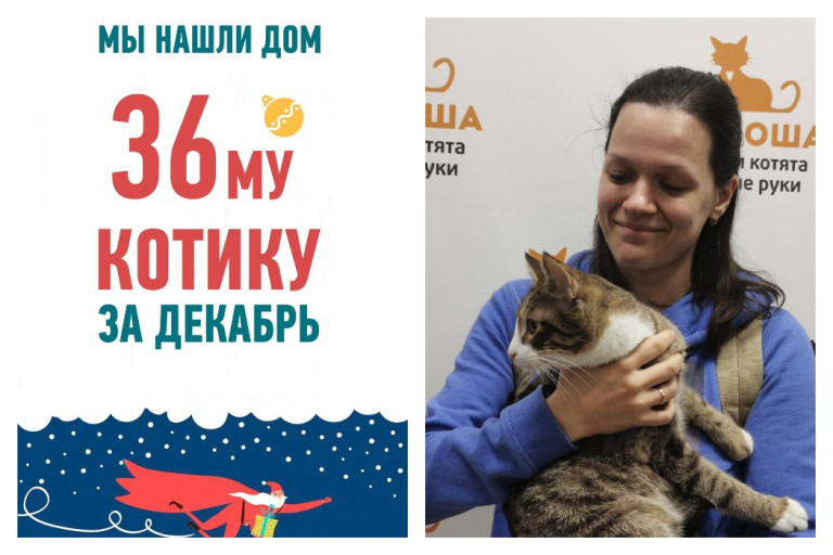 Котик Штрудель отправился в сладкую домашнюю жизнь!
