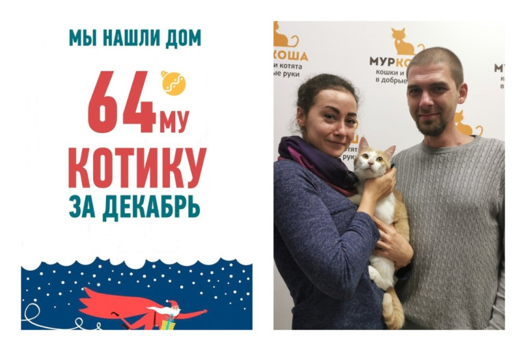 Кот Аполлон стал домашним всего за шесть недель в приюте!