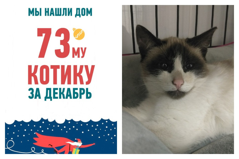 Скорее читайте удивительную историю котенка Аквамарина!