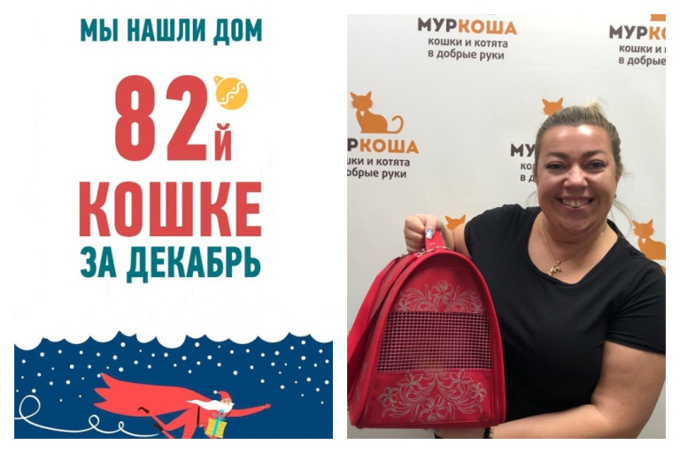 Уличный кот Левиафан спустя два месяца в приюте стал домашним!