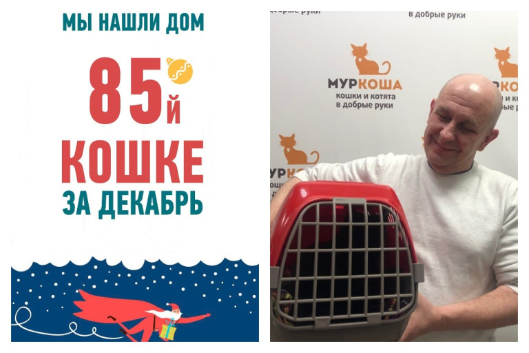 Кошка Галочка из подвала многоквартирного дома стала домашней, ура!