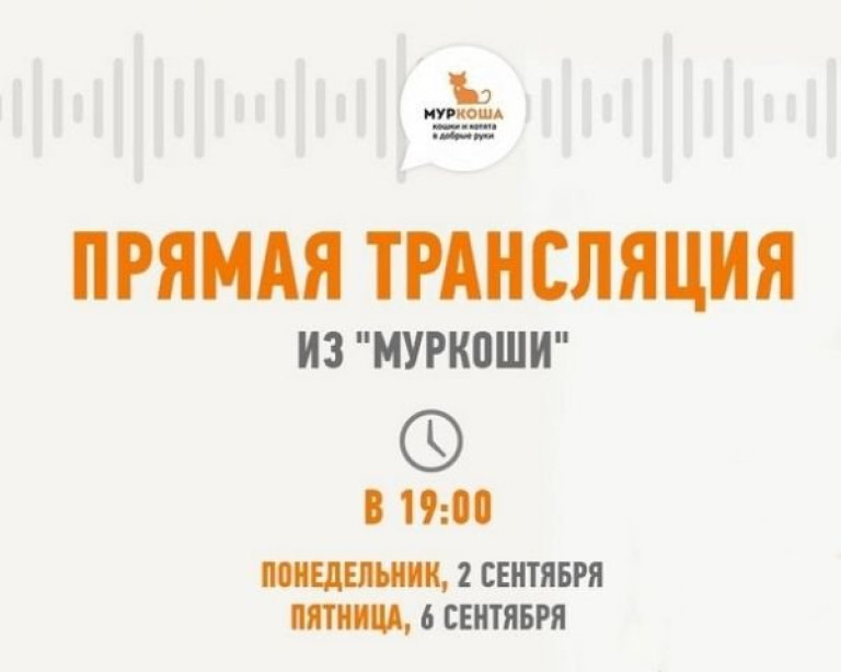 6 сентября смотрите трансляцию из приюта "Муркоша"