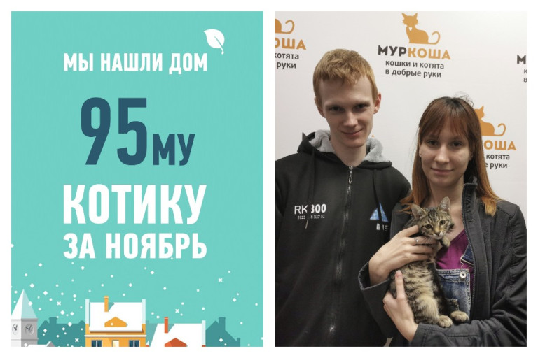 Котенок Индиго стал домашним любимцем!