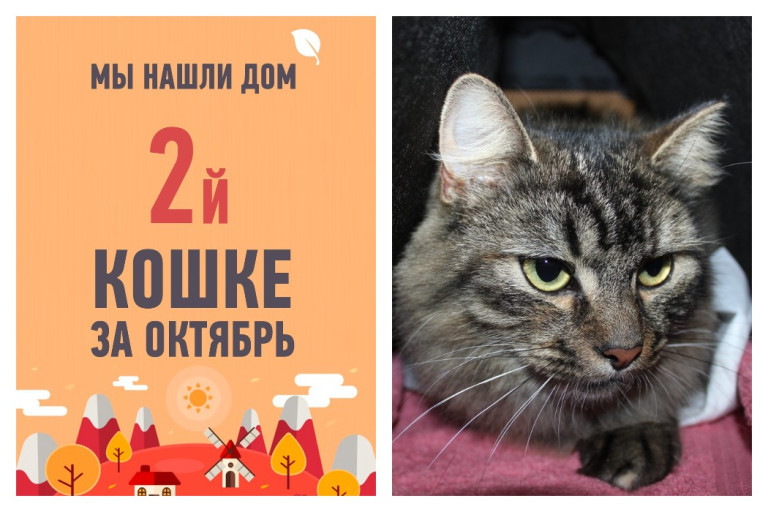 Собирает чемоданы и отправляется домой кошка Флоша!