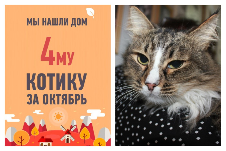 Кот Семушка отправился в новый дом спустя всего три недели в приюте!