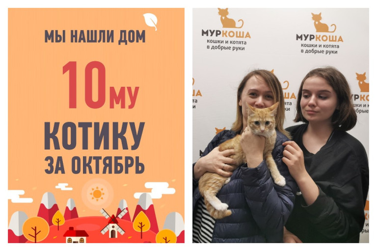 Котёнок Золото стал домашним всего за месяц в приюте!