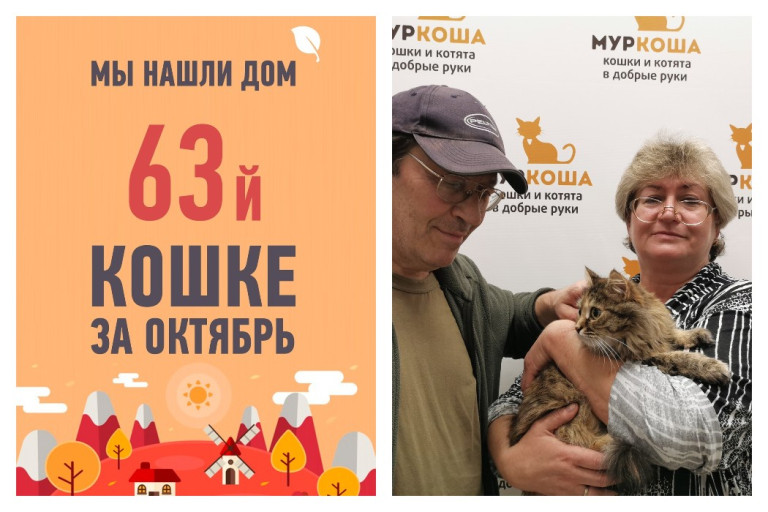 Кошка Фазенда снова стала домашней!