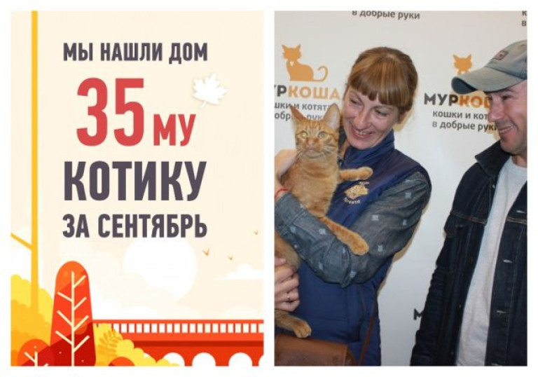 Вторая попытка стать домашним у кота Марчеллиса!