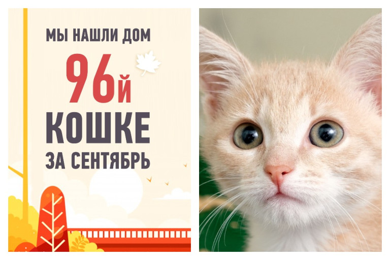 Крошка Апельсинка сама себе хозяйку выбрала!