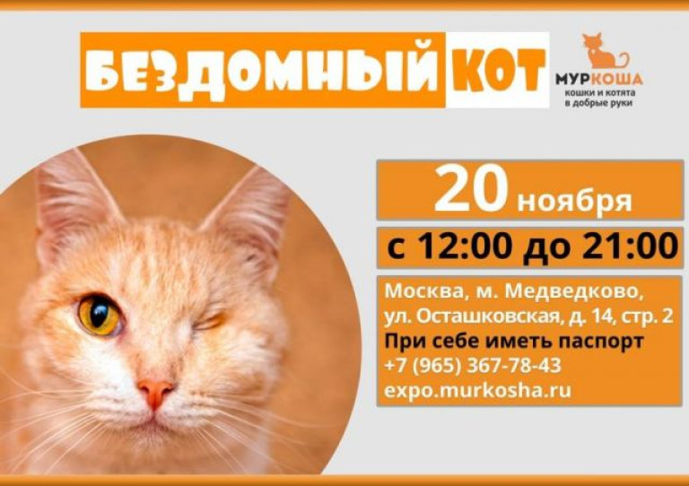 Итоги выставки «Бездомный кот» в «Муркоше»