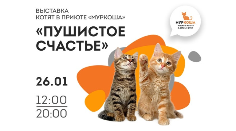 Выставка котят "Пушистое счастье". Воскресенье 26 января 12:00-20:00