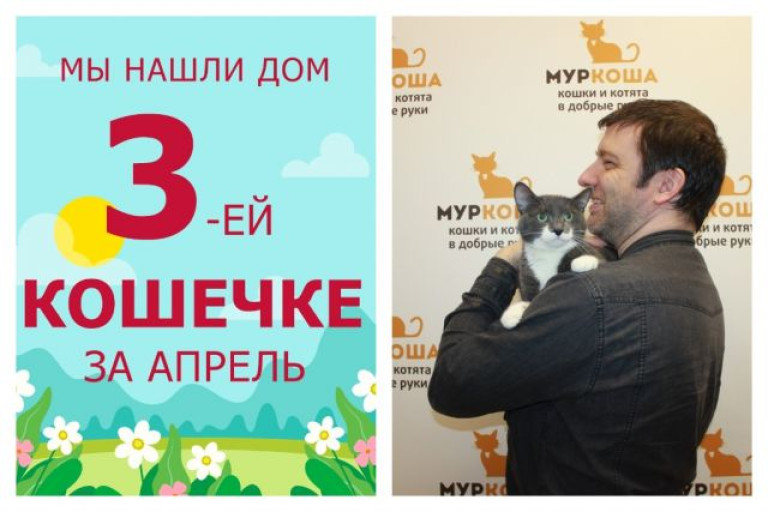 Кошечка Мирослава отправилась в новую счастливую жизнь!