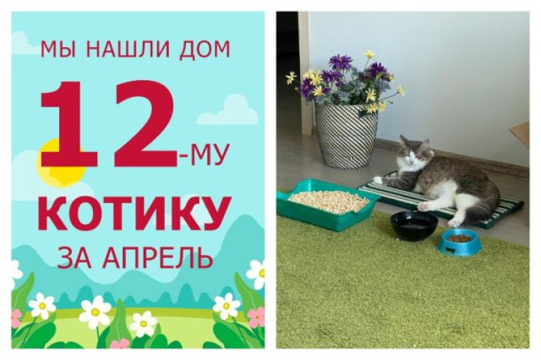 Уютный дом и хозяева появились у кота Сержика!