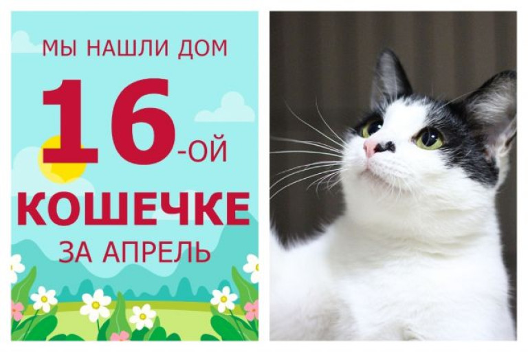 Провожаем в домашнюю жизнь кошечку Одессу!