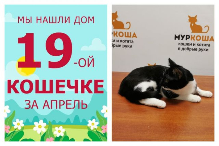 Новая счастливая жизнь начинается у кошечки Арианы!