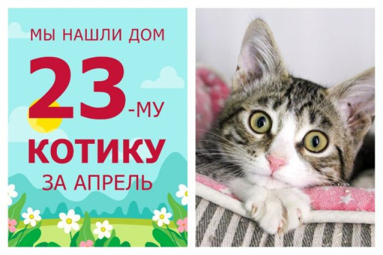 Котёнок Сочник нашёл свой дом всего за десять дней!