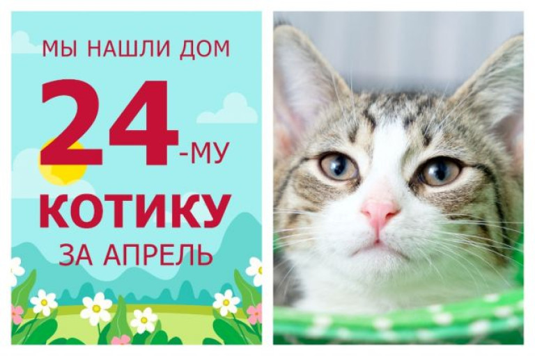 Провожаем в домашнюю жизнь котенка Прокопа!