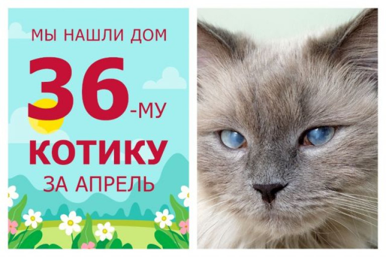 Котик Нимбус, наш гость из далёкой галактики, встретил свою семью!