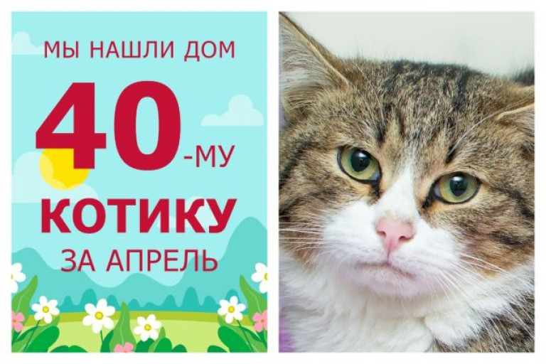 Котик Шалун стал домашним любимцем!