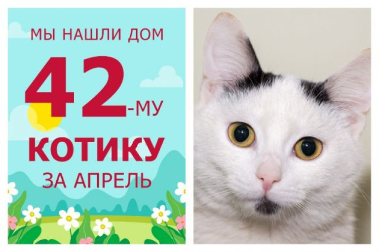 Ласковый котёнок Мякиш отправился в счастливую домашнюю жизнь!