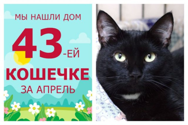 Трёхлетняя кошечка Мунечка стала снова домашней и любимой!