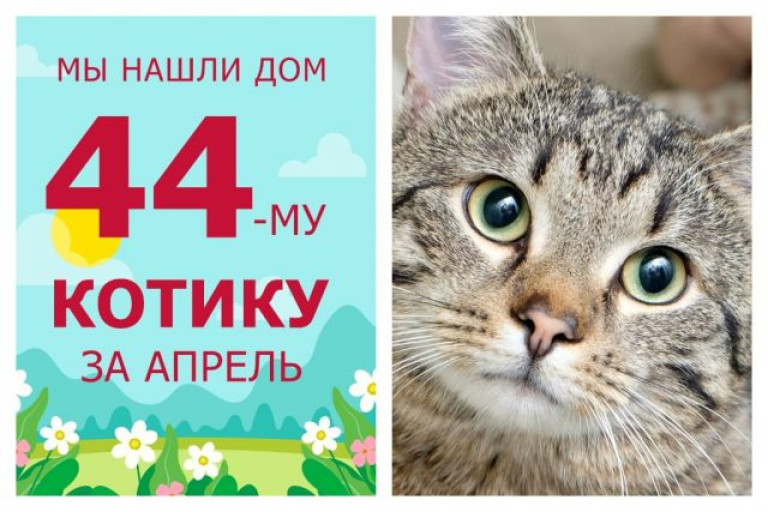 Двухлетний Барон стал домашним котиком!