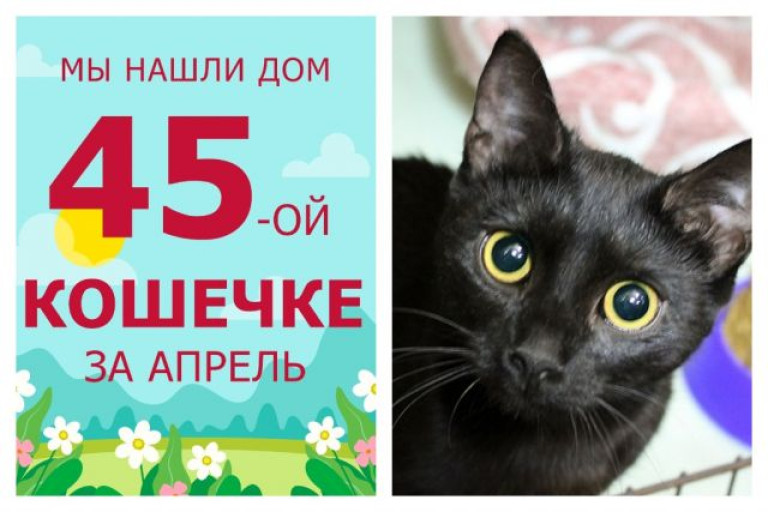 У загадочной кошечки Мяу появились любящие хозяева!