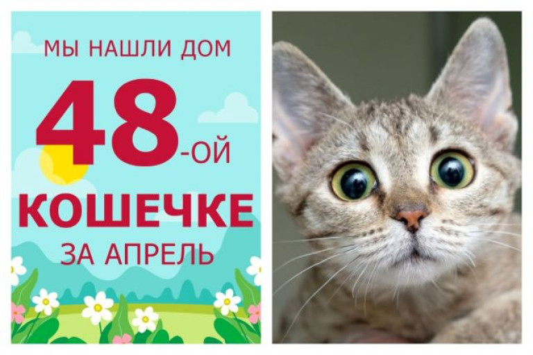 Прекрасная кошечка Морошка стала домашней любимицей!