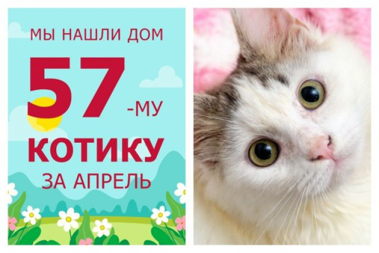 Котёнок Рушан отправился в счастливую домашнюю жизнь!