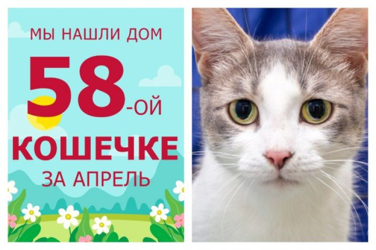 У двухлетней кошечки Гравицапы появилась любящая семья!