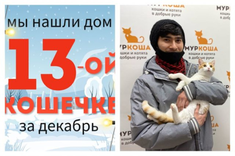 Кошечка Гелька начинает счастливую домашнюю жизнь!