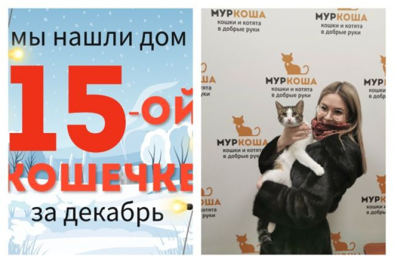 Кошечка Ладушка встретила заботливую хозяйку!