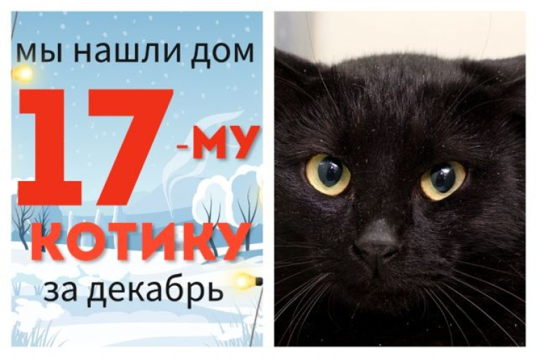Котик Стивен уезжает в новый дом!