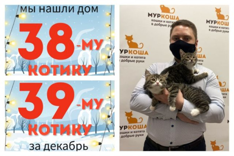 Котята Тарапунчик и Щекотун отправились домой вместе!
