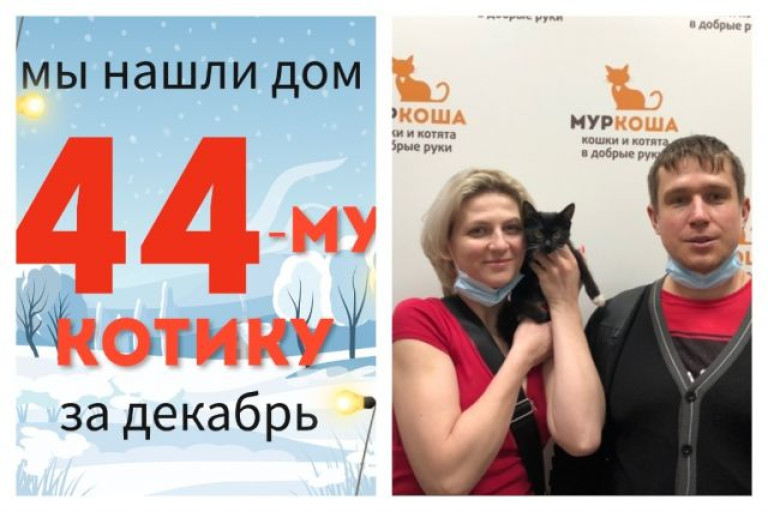 Котёнок Франсуа стал домашним и счастливым!