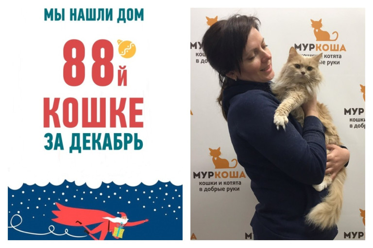 Уезжает в новый дом годовалая кошка Ханя!