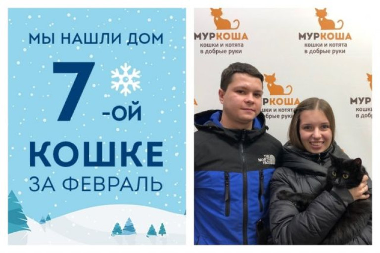 У общительной кошки Теоны появилась любящая семья!