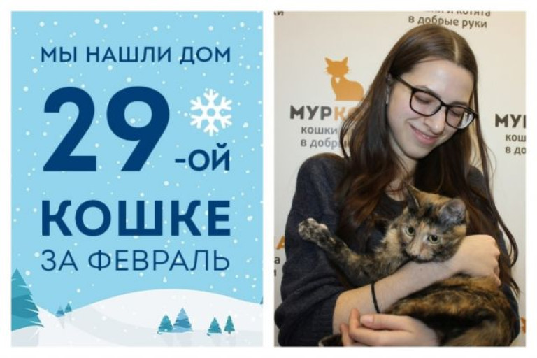 У трехцветной кошки Маришки начинается домашняя жизнь!