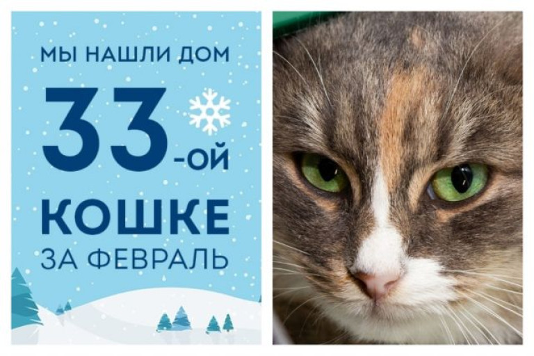 Провожаем в счастливую жизнь кошку Зайчишку!