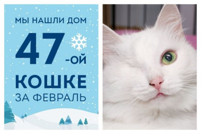 Пятнадцатилетняя кошка Алиска уезжает в новую жизнь!