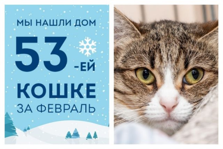 Нежная кошечка Аиша стала домашней!