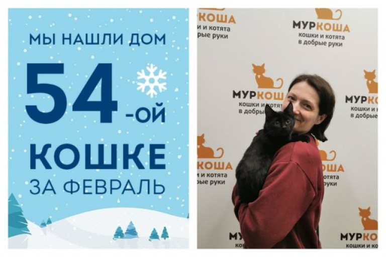 У кошки Амайи появилась ответственная хозяйка!