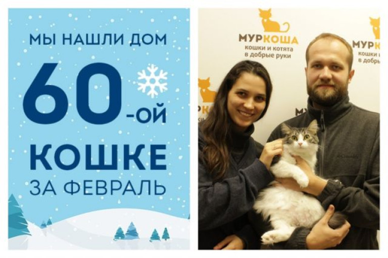 Мы помогли кошке Исабель стать домашней всего за десять дней!