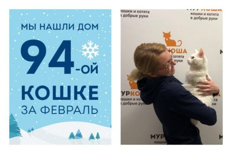 Трехлетняя кошка Снежа уезжает в новую жизнь!