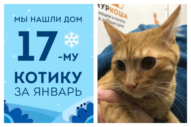 Уезжает в новый дом годовалый котик Марсик!