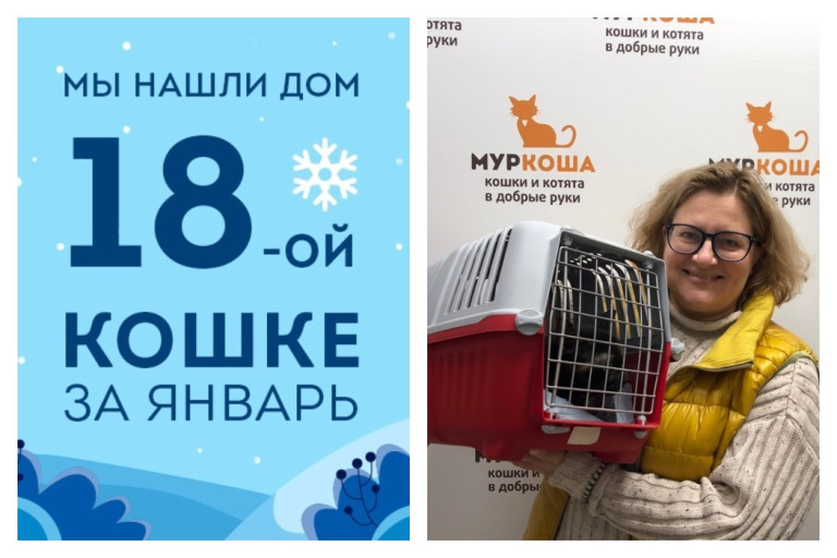 Вторая попытка на счастье семилетней кошки Ягоды!
