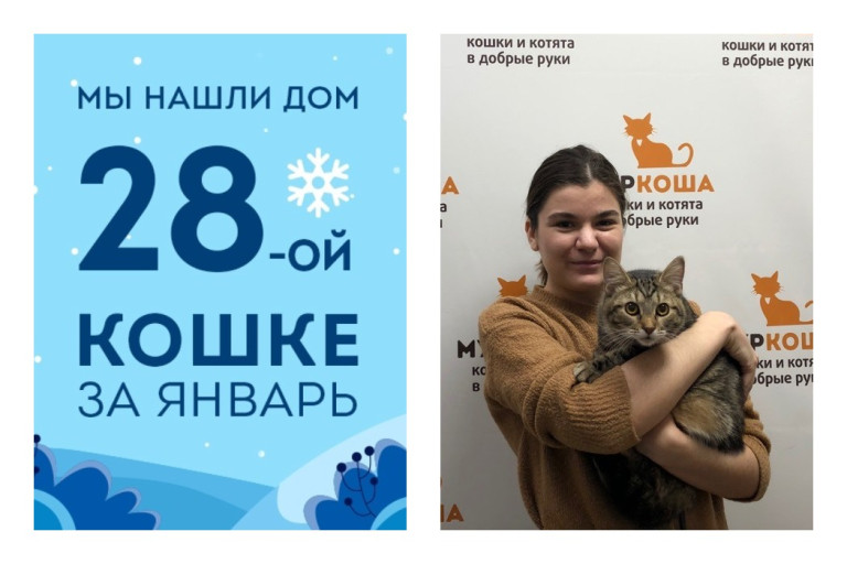 Кошачий детектив, или как кошка Брук стала домашней!