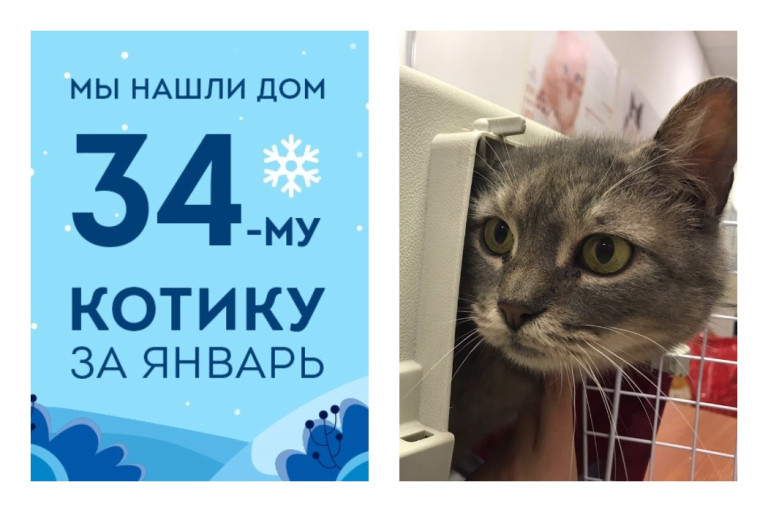 Трехлетний кот Меченый нашел дом всего за полтора месяца!