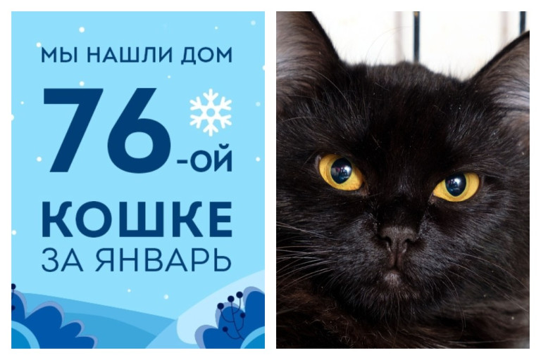 У кошечки Нилы появились семья и уютный дом!